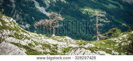 Hikers Walking On Trail. Group Of People Hiking In Mountains With Blooming Meadows And Mountain Peak