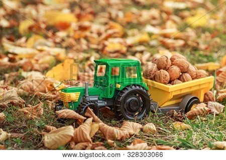 Green Tractor Carries Nuts In The Back. Toy Tractor With A Crop Of Ripe Walnuts. Autumn Photophone.
