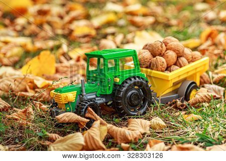 Green Tractor Carries Nuts In The Back. Toy Tractor With A Crop Of Ripe Walnuts. Autumn Photophone.