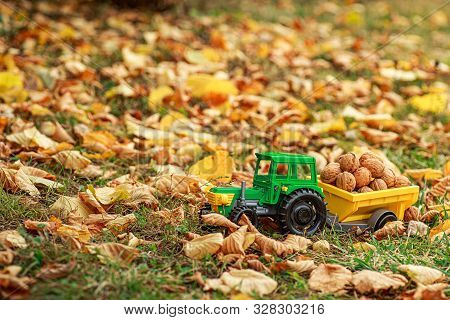 Green Tractor Carries Nuts In The Back. Toy Tractor With A Crop Of Ripe Walnuts. Autumn Photophone.