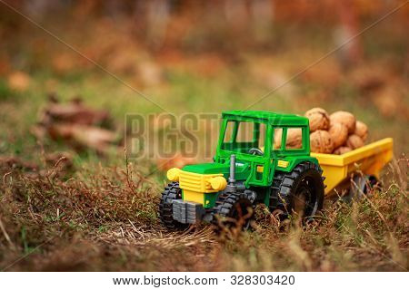 Green Tractor Carries Nuts In The Back. Toy Tractor With A Crop Of Ripe Walnuts. Autumn Photophone.