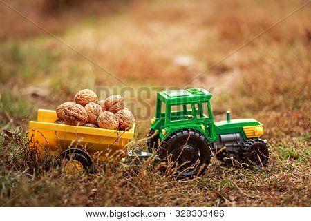 Green Tractor Carries Nuts In The Back. Toy Tractor With A Crop Of Ripe Walnuts. Autumn Photophone.
