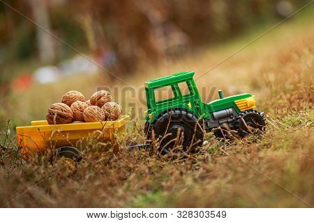 Green Tractor Carries Nuts In The Back. Toy Tractor With A Crop Of Ripe Walnuts. Autumn Photophone.