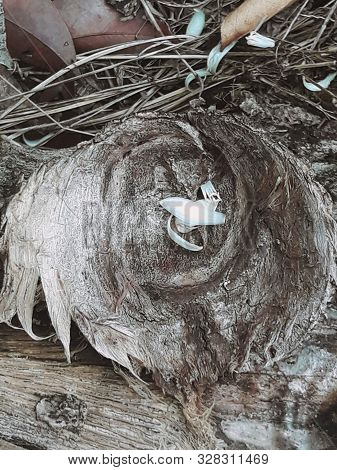 Arbol Seco Y Destruido En Forma De Batea