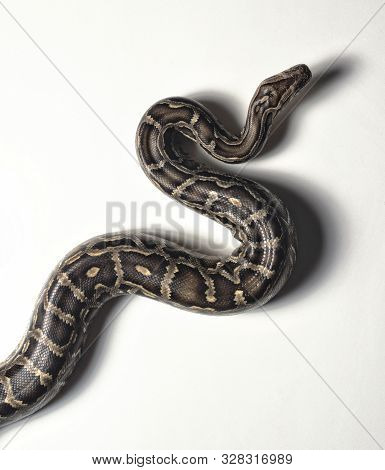 An Aerial View Of A Python Snake