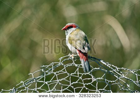 The Red Browed Finch Is Resting On Wire