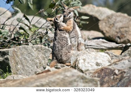 The Joey Yellow Tailed Rocl Wallaby Is Kissing His Mother