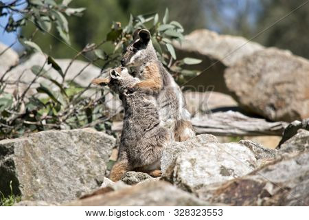 The Joey Yellow Tailed Rocl Wallaby Is Kissing His Mother