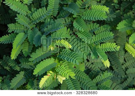 Green Leaves Arranged In Light And Shadow On Background. Natural Background Green From Nature Backgr