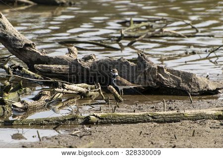 A Small Killdeer, Or Plover Bird, Standing On A Lake Shoreline Next To Some Driftwood, Sticks, And O