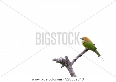 Beautiful Bird Chestnut Headed Bee Eater On A Branch.(merops Leschenaulti) On White Background