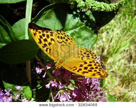 ผีเสื้อลายเสือ Fritillary