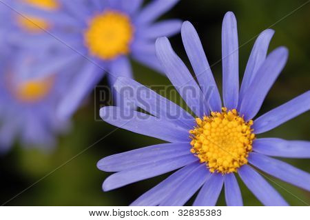 호주 토착 식물 Brachyscome 매크로 사진의 몸집이 작은 파란 꽃