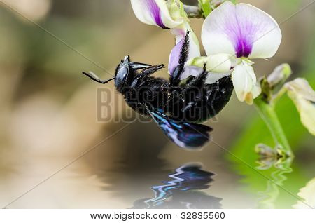 Carpenter Bee Macro In de natuur