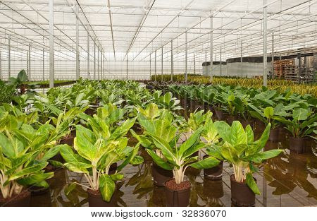 Verschiedene Zimmerpflanzen In einer Gärtnerei Hydrokultur