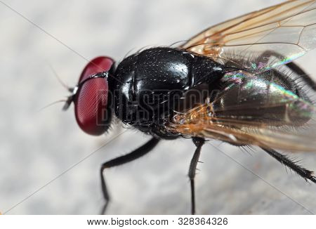 Macro Photography Of Noon Fly On The Floor