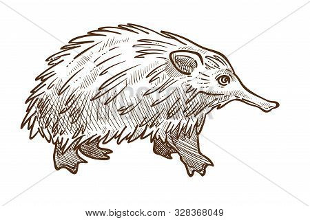 Spine Anteater Or Echidna Isolated Sketch, Australian Animal