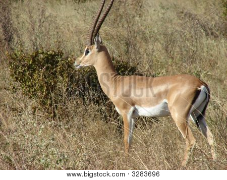 Impala