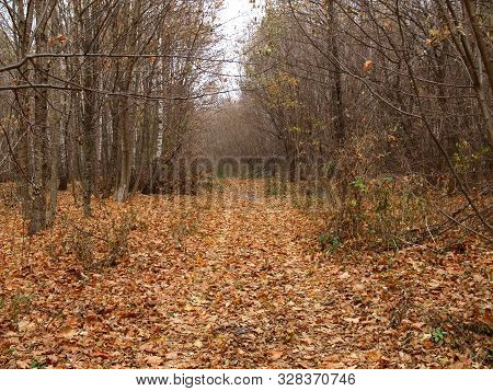 Dull, Bleak And Deserted Forest In Late Autumn. Fall Forest Road With Bare Trees And Fallen Foliage 