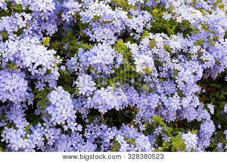 Summer Blossom Of Blue Plumbago Flowers, Nature Background
