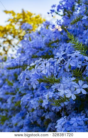 Summer Blossom Of Blue Plumbago Flowers, Nature Background