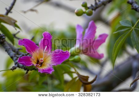 Pink Frowers Of Silk Floss Tree, Ceiba Speciosa Close Up