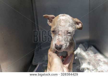 A Close Up View Of A Small Puppy With Very Bad Mange And Dry Skin