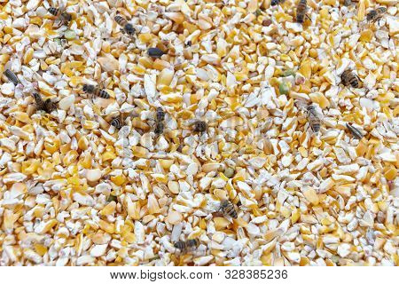 A Close Up View Of Swam Of Honey Bees In A Container Of Yellow Corn Digging Nectar And Pollen