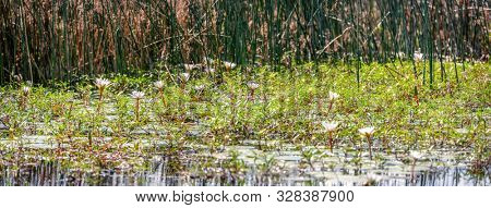 A lake full with water lily flowers in Africa, Kasane Botswana