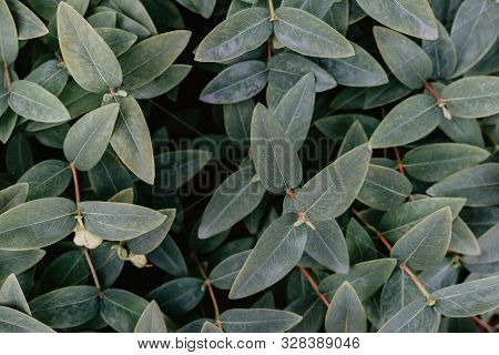 The Concept Of Leaves Of Hypericum Calycinum, Abstract Dark Green Surface, Natural Background. Natur