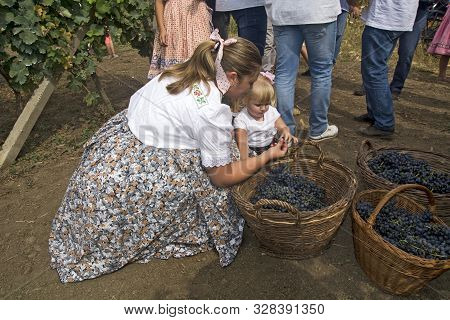 Aradac, Serbia, September 07, 2019. Traditional Celebration Of The Beginning Of Grape Harvesting Tha