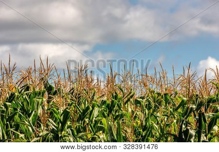 A crop of Green corn in the field, against the blue sky, copy space