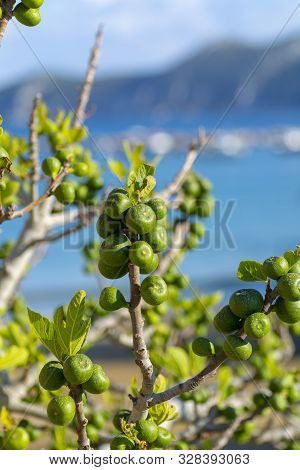 Unripe Green Figs Fruits Riping On Fig Tree