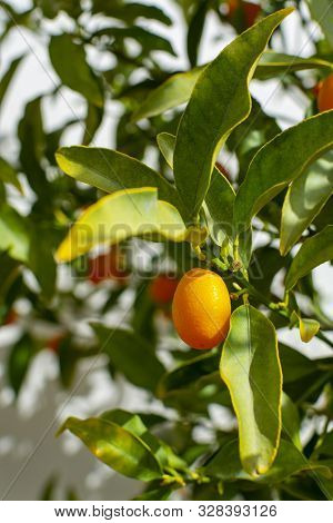 Ripe Yellow Kumquat Citrus Fruits On Tree Ready To Harvest Close Up