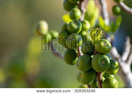Unripe Green Figs Fruits Riping On Fig Tree