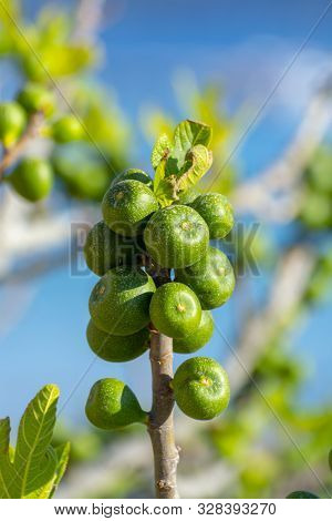 Unripe Green Figs Fruits Riping On Fig Tree