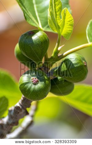 Unripe Green Figs Fruits Riping On Fig Tree