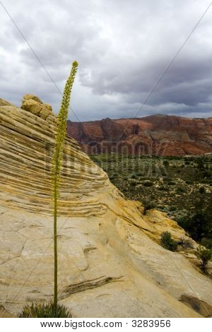 Guardando verso il basso le arenarie In Snow Canyon - Utah