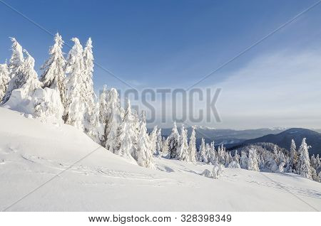 Winter Scenery. On The Lawn Covered With Snow The Spruce Trees Are Standing Poured With Snowflakes I