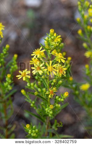 Dittrichia viscosa, false yellowhead, woody fleabane or  sticky fleabane beside a road in Crete, Greece. It is a common late-flowering herb