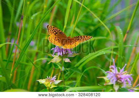 Bordered Fritillary Butterfly On Purple Flower In Garden