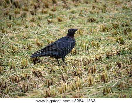 A Japanese Large-billed Crow, Corvus Macrorhynchos Japonensis, Forages In The Remains Of A Freshly C