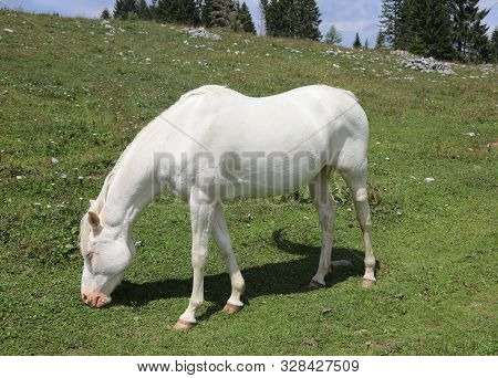White Horse While Eating Green Grass In Summer