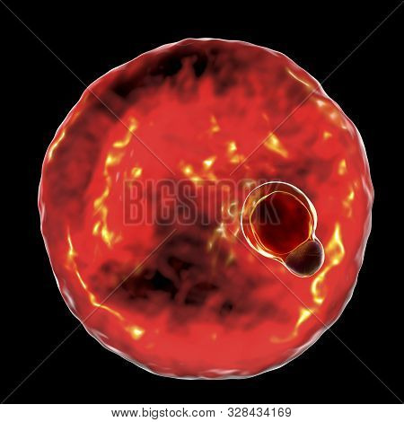 The Malaria-infected Red Blood Cell. 3d Illustration Showing Parasite Plasmodium Malariae In The Sta