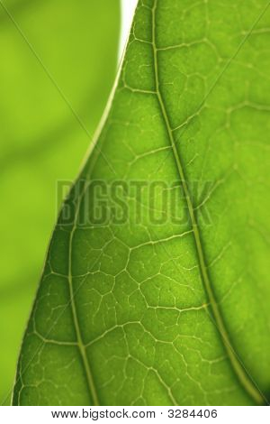 Planta