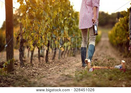Autumn harvest grapes.Grape harvesting.Young Woman with wine on autumn vineyard 