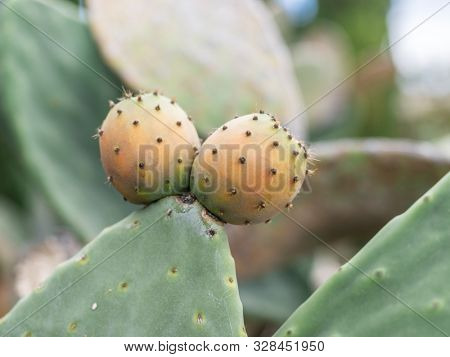Prickly pear or opuntia plant close -up.
