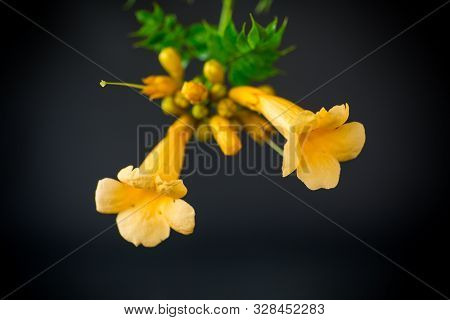 Blooming Curly Flower Kampsis On A Branch, Black Background.