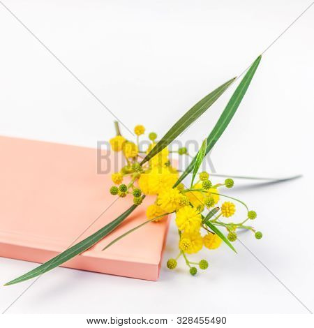Acacia Pycnantha Or Mimosa Twig With Yellow Fluffy Flowers On Pink Notebook Isolated On White Backgr