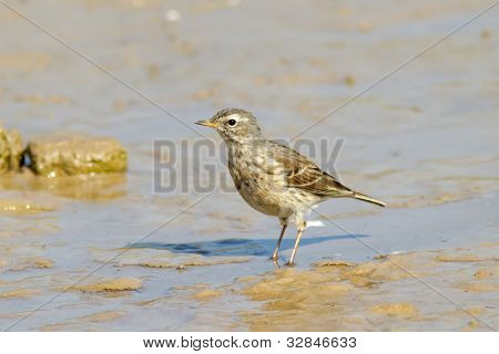 น้ำ Pipit